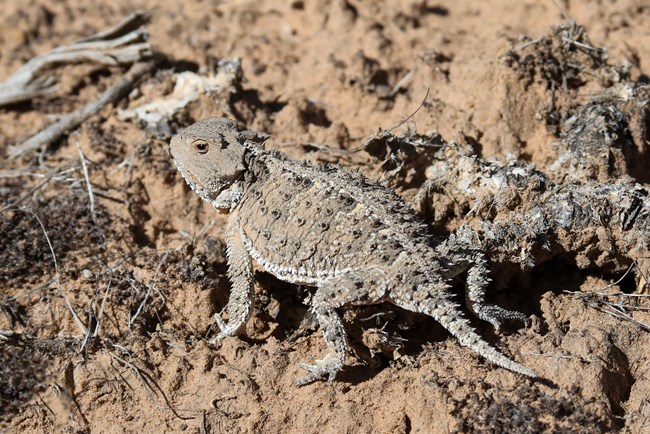 really spiny tiny roundish lizard