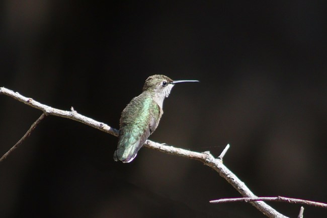 shiny emerald hummingbird on twig