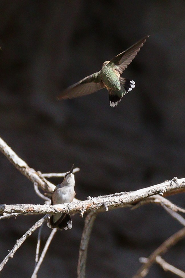 one hummingbird sits on twig looking up defensively as another hummingbird flies down towards it