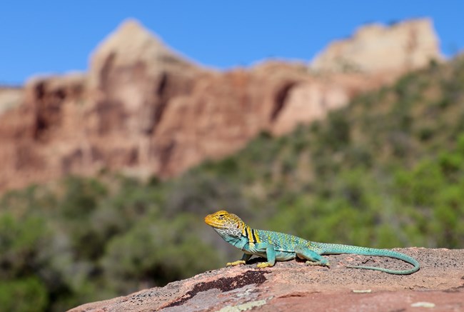 turquoise lizard with yellow head in front of blurred canyon background