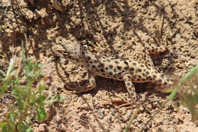 tan lizard with dark spots standing on sand