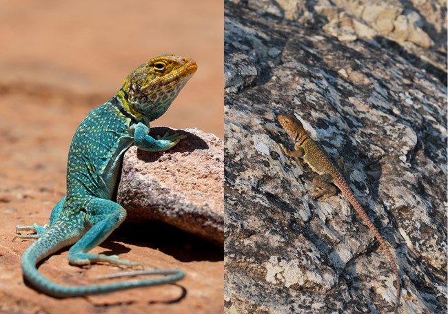 A male (left) and female (right) collared lizard to show the color differences.