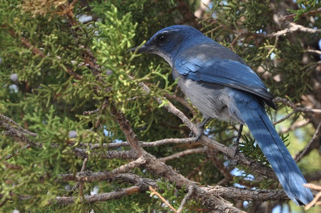 blue corvid sitting in juniper branches