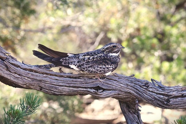 camouflaged nighthawk perched on bare juniper branch