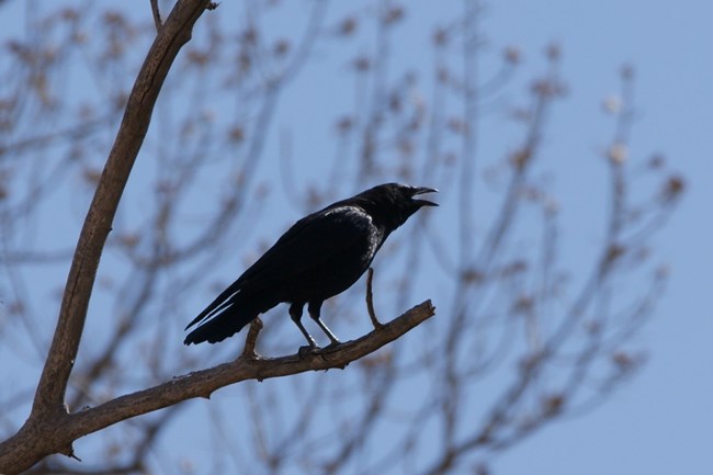 raven cawing on bare tree branch