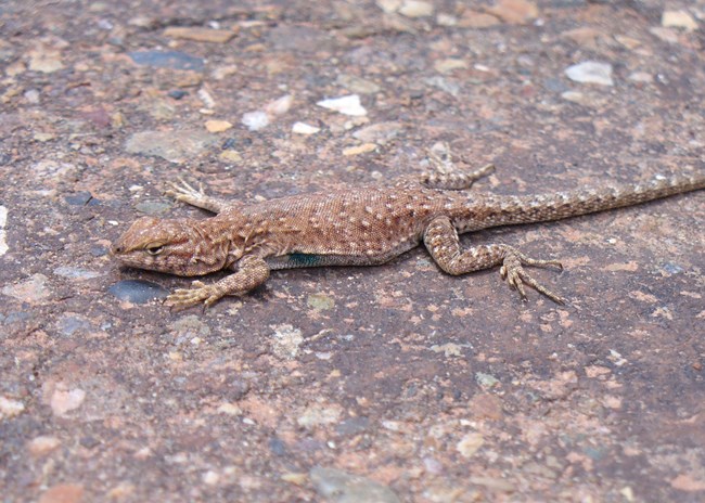 spotted brown lizard lying flat on sandstone