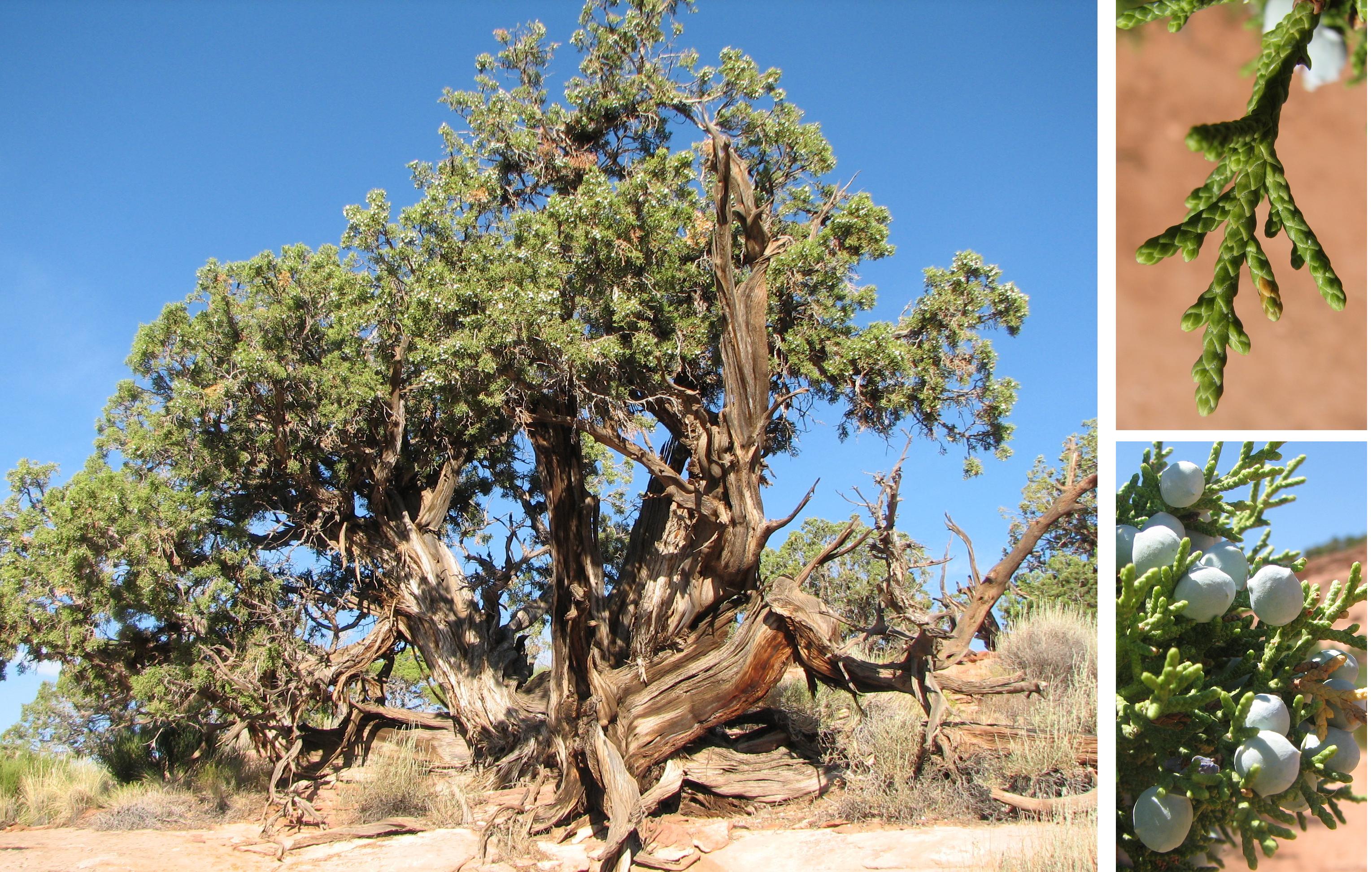 Utah Juniper