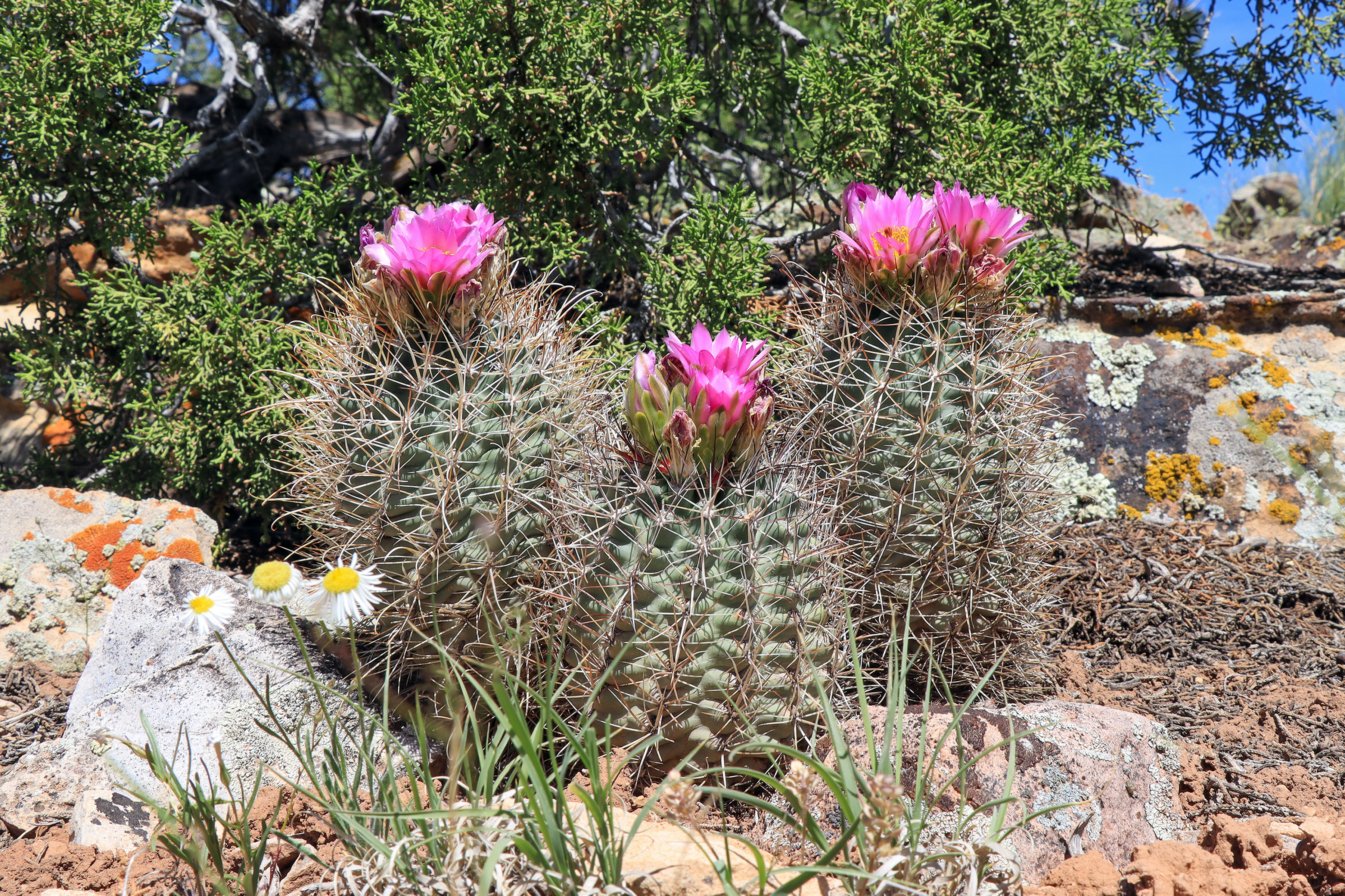 A fishhook cactus in bloom.