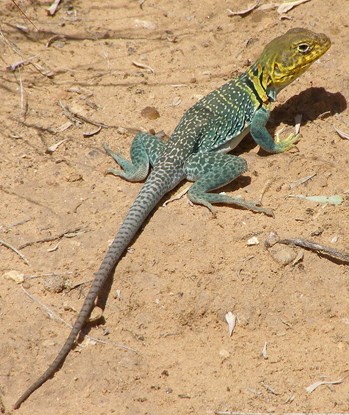 A colorful green and yellow collared lizard sitting on a rock.