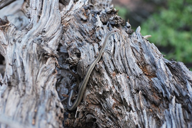 thin black striped snake rests vertically on rugged juniper bark