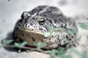 Woodhouse's Toad keeps moist in a desert environment