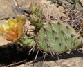 Purple-fruited Prickly Pear