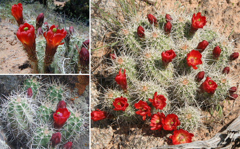 Claret Cup Hedgehog