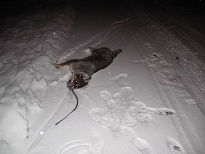 Dog Dragged and Killed in the Monument early Wednesday Morning