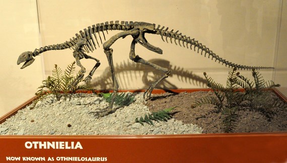 Photo of an Othnielia skeleton, now known as Othnielosaurus.