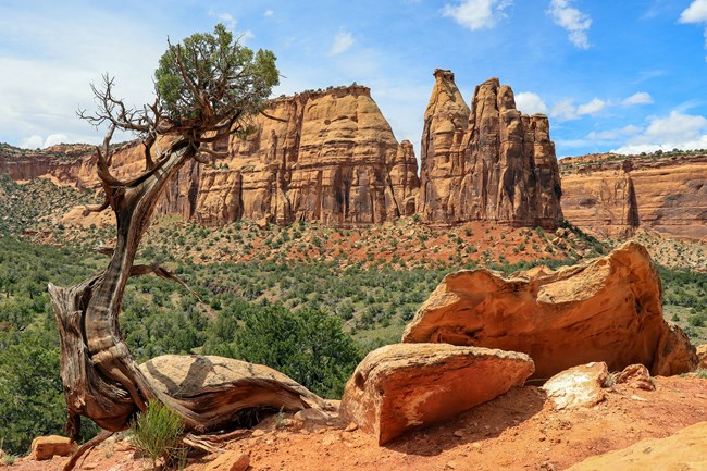 Red rock formations on hiking trail with a blue sky and a juniper tree in the foreground.