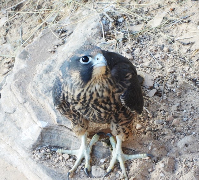 A peregrine falcon walks to the edge of its nesting area.