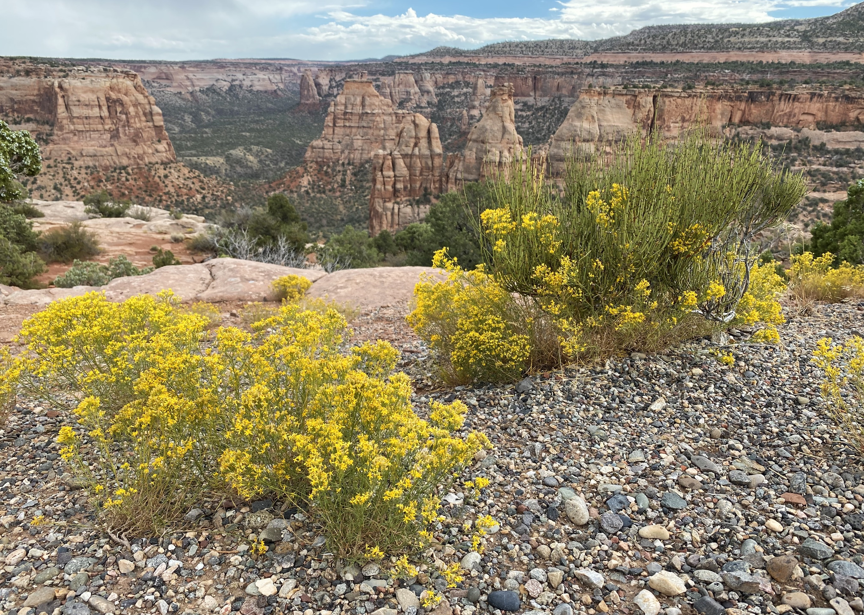 Bright yellow flowers, called Snakeweed, bloom in the foreground in front of orange cliffs and canyons.