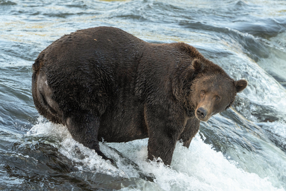 A large bear walking along the road with trees in the background