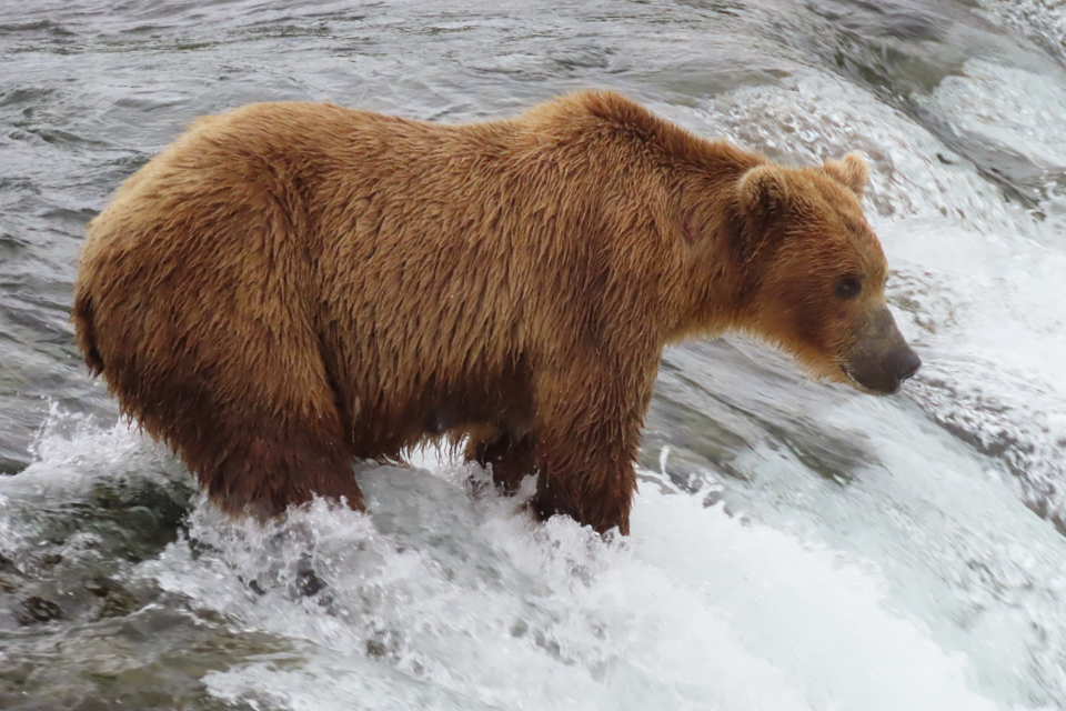 A bear on the lip of a waterfall