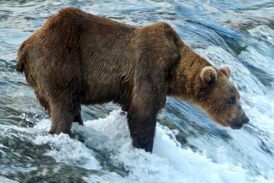 A bear standing on the lip of a waterfall