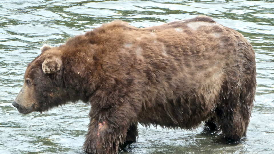 A scruffy looking bear standing in water