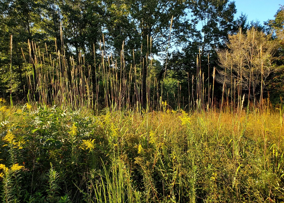 Wildland firefighters setting fire to a large field