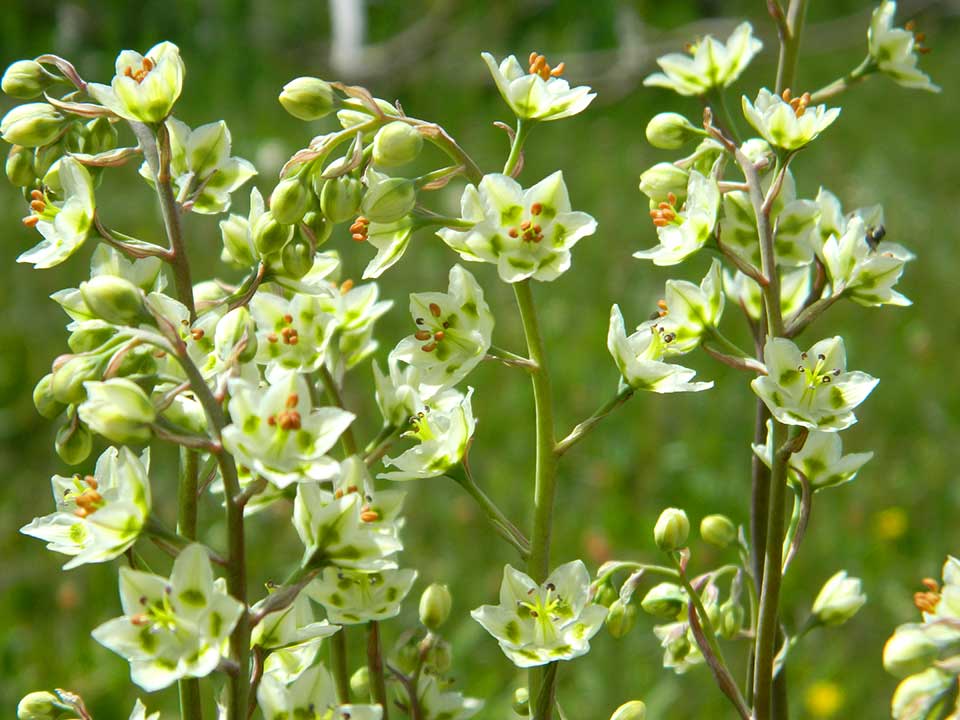 Close up of white Mountain Deathcamas flowers.