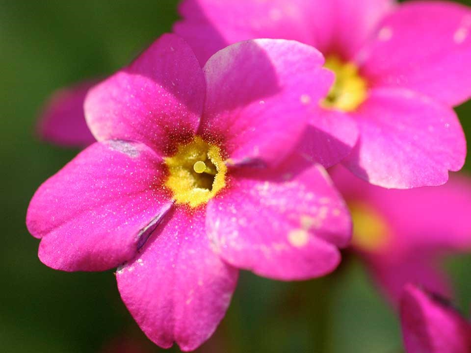 Close up of pink Parry Primrose flower.