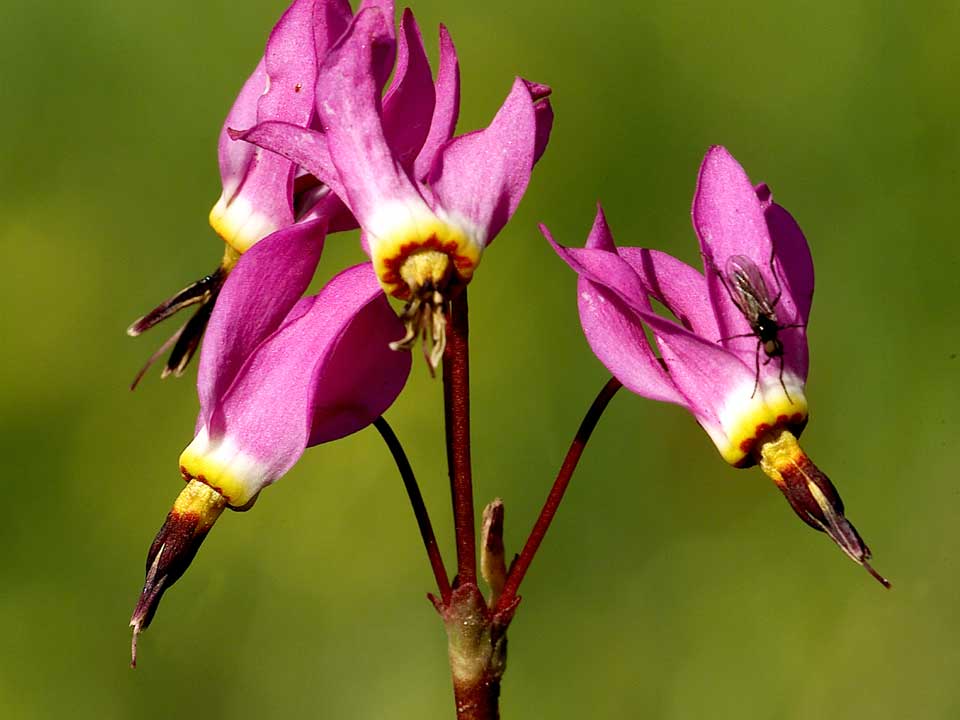 Close up of pink Pretty Shooting Star flower with a fly on it.