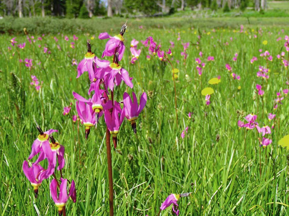 Close up of pink Pretty Shooting Star flower with a fly on it.