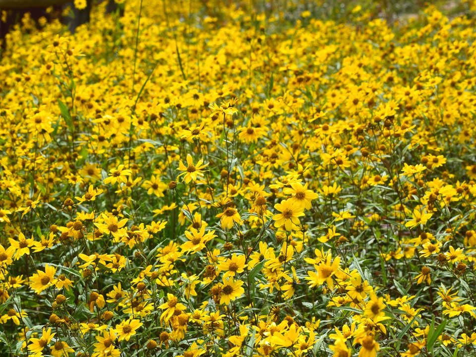 Close up of yellow Showy Goldeneye flowers.