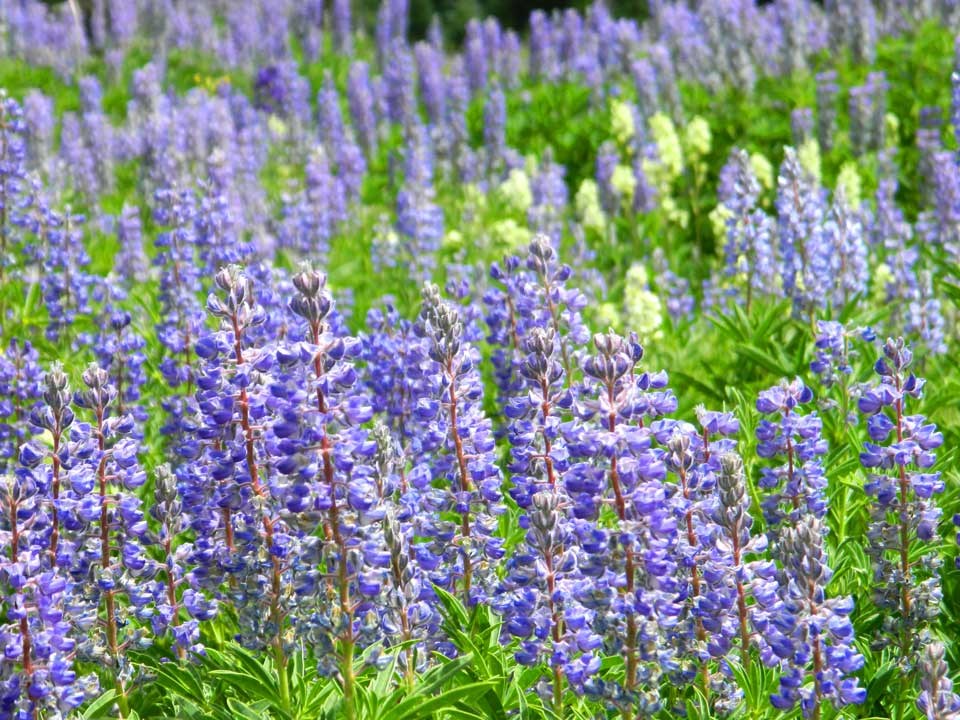 Close up of Silvery Lupine flower and a bee.