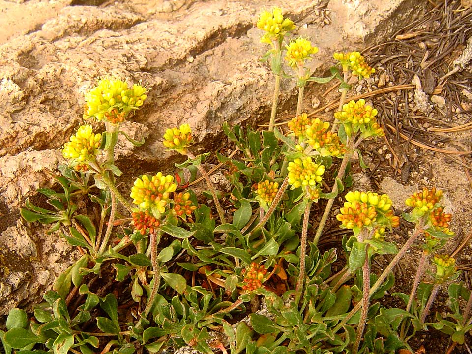 Close up of yellow Sulphur Buckwheat flower.