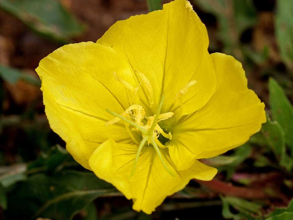 Close up of Yellow Evening Primrose flower.