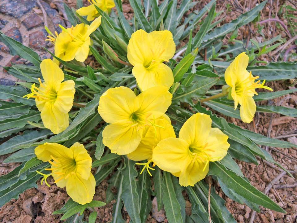 Close up of Yellow Evening Primrose flower.