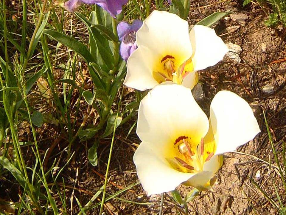 Close up of white Sego Lilly.