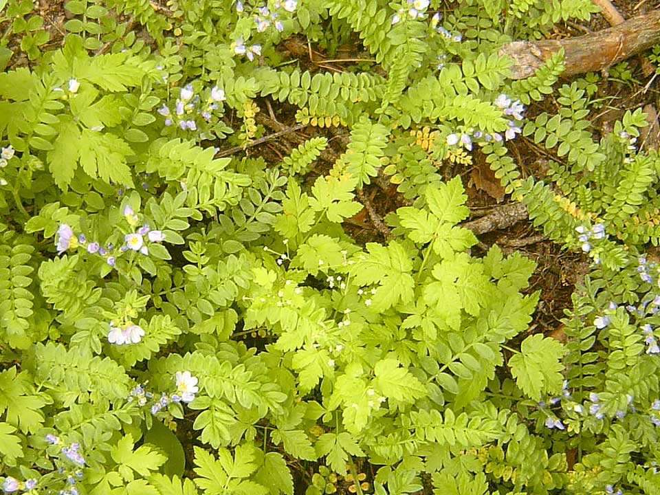 Close up of purple Pretty Jacob's Ladder flower.