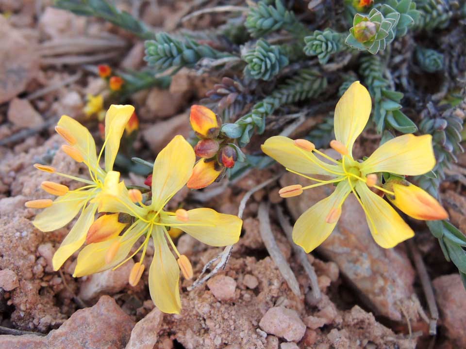 Close up of yellow King's Flax flowers.