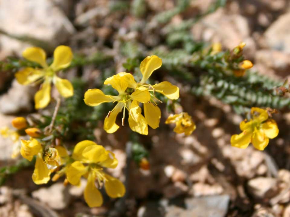 Close up of yellow King's Flax flowers.