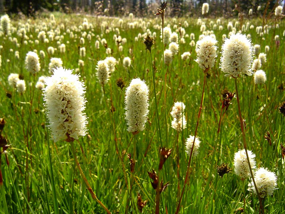 Close-up of American Bistort - a white flower.