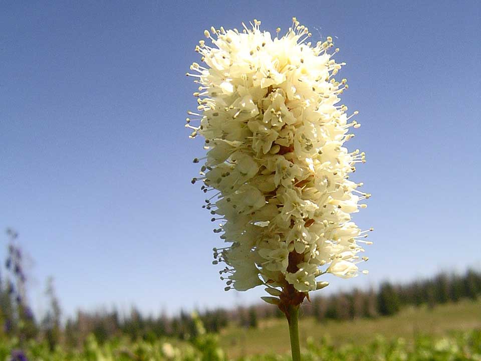 Close-up of American Bistort - a white flower.