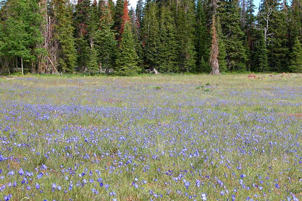 Close-up of Blue Flax flower.