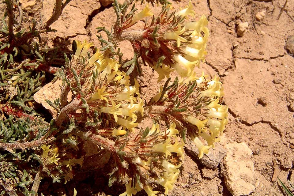 Cedar Breaks Gilia flower, a white starry cluster of blooms.