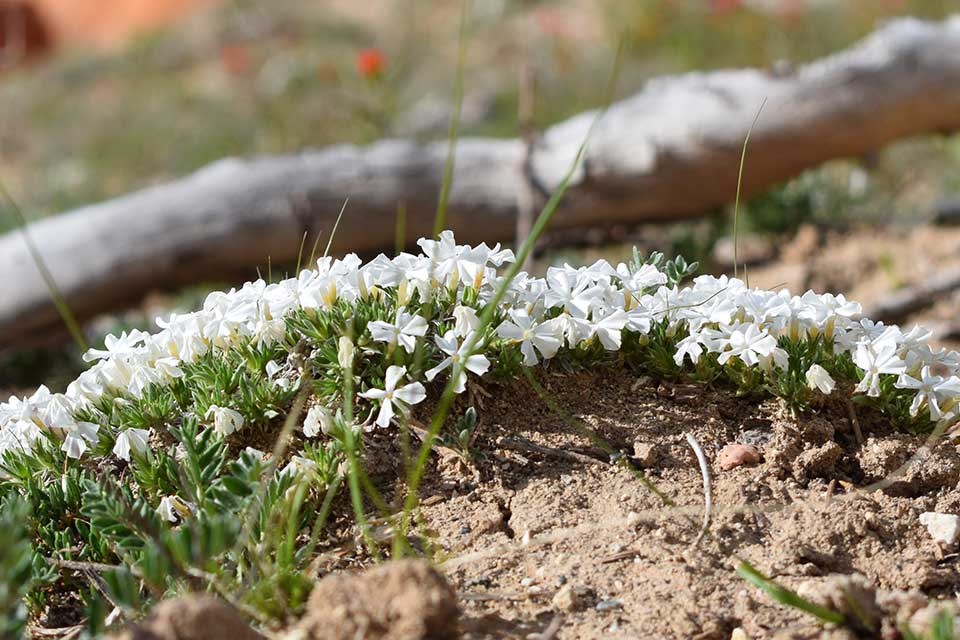 Closeup of white Cushion Phlox flower.