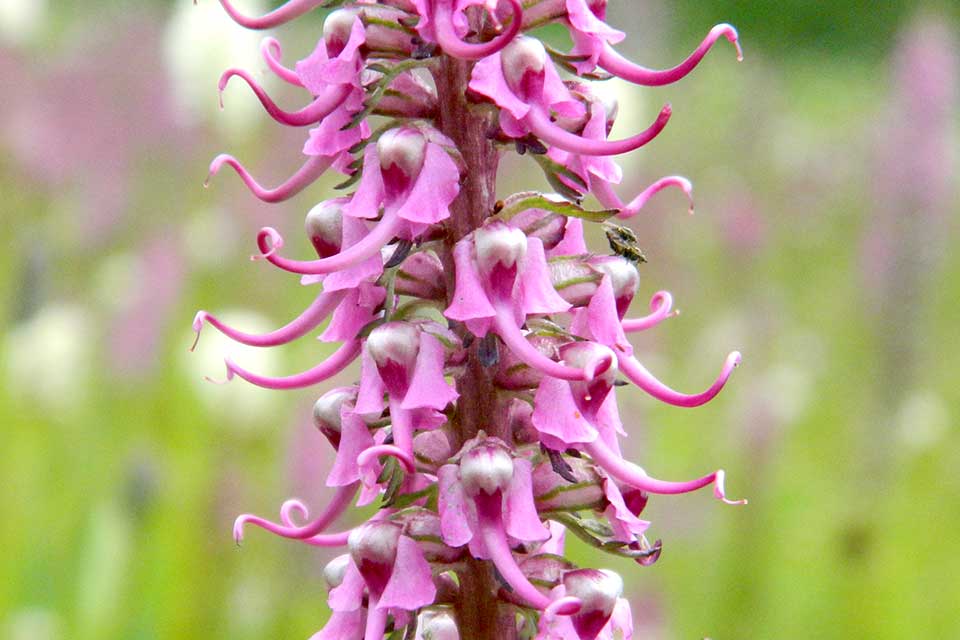 Close-up of purple Elephanthead flower.