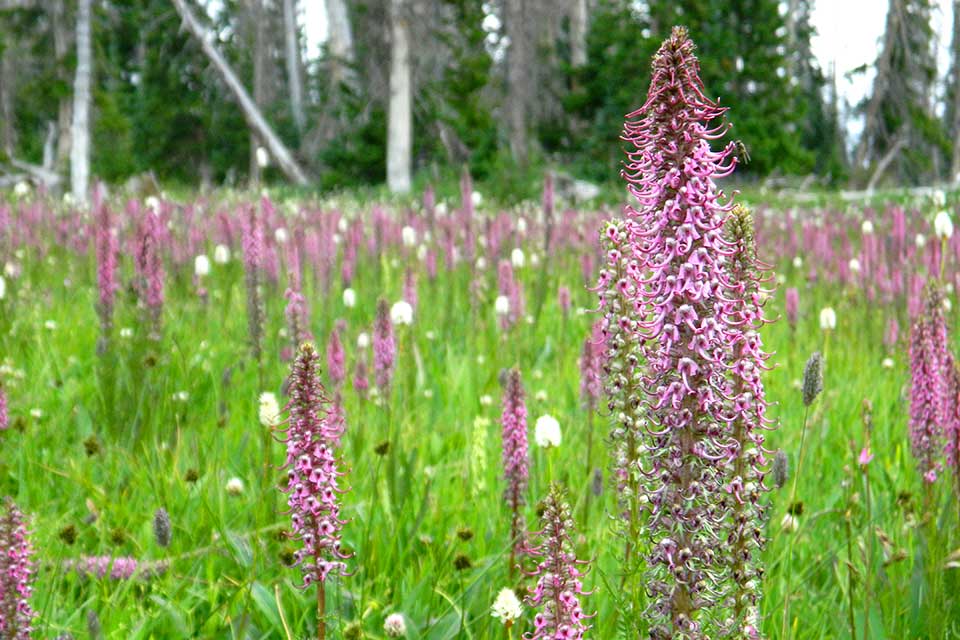 Close-up of purple Elephanthead flower.