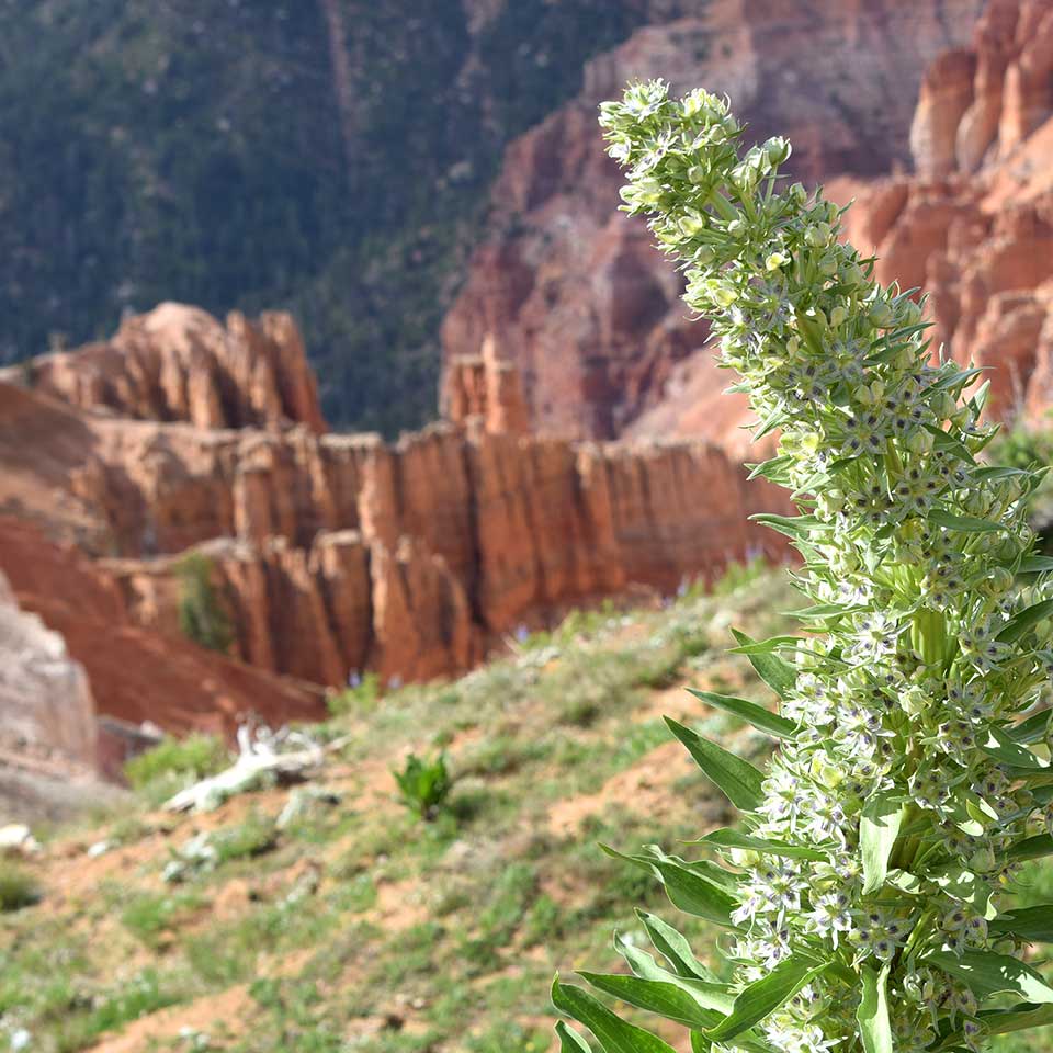 Close-up of Elkweed flowers.