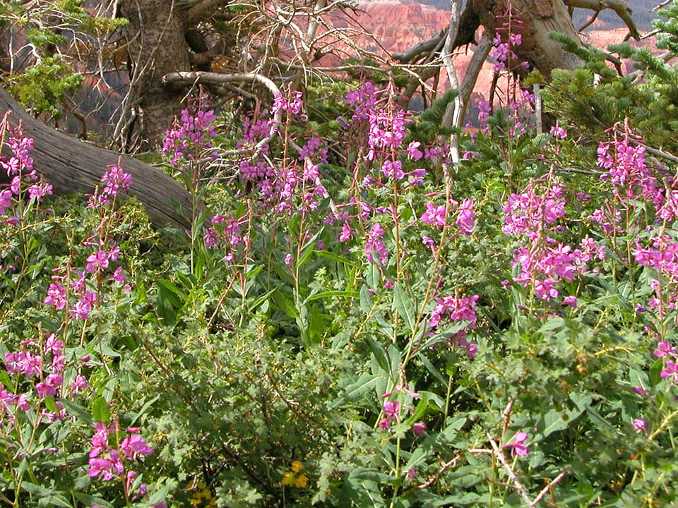 Closeup of pink Fireweed flower.