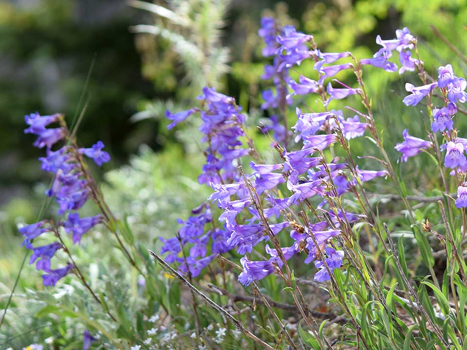 Closeup of purple Markagunt Penstemon flower.